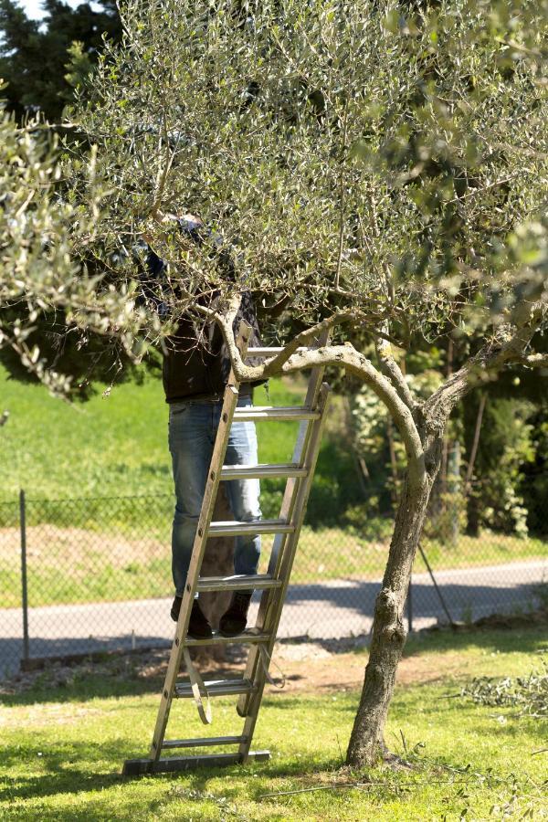 Bed&Breakfast Il Frantoio Misano Adriatico Dış mekan fotoğraf